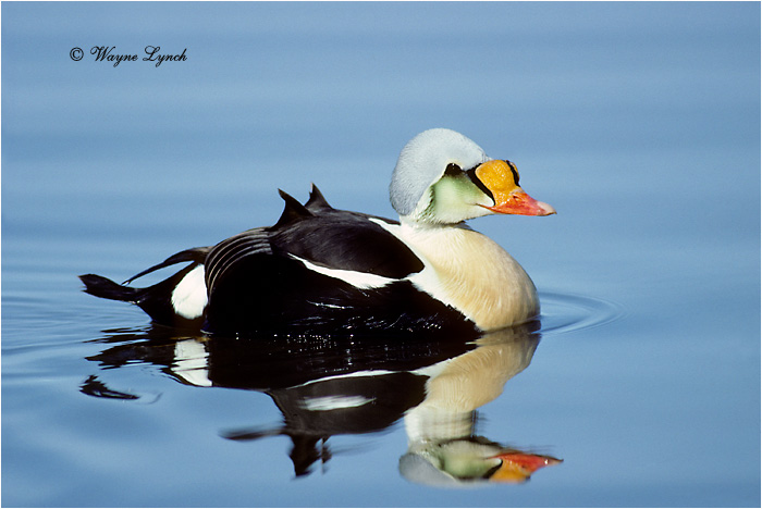 King Eider 106 by Dr. Wayne Lynch &copy;